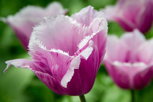 Stock image Violet tulips