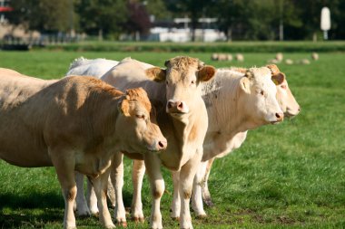 Four cows in a row clipart