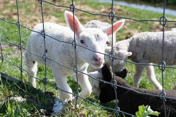Lamb behind the fence — Stock Photo, Image