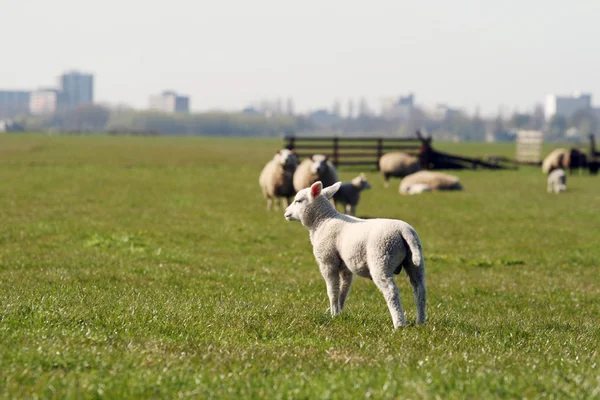 Lamm auf der Weide — Stockfoto