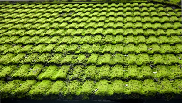 Moss yıpranmış çatı ıslak