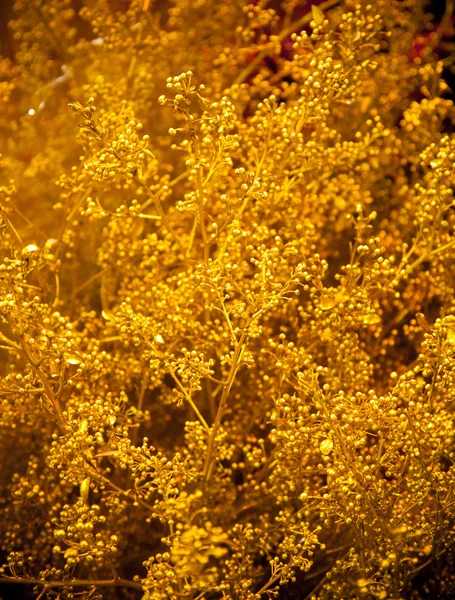 Altın çiçekler — Stok fotoğraf
