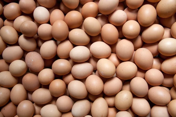 鸡蛋的生命力 — 图库照片