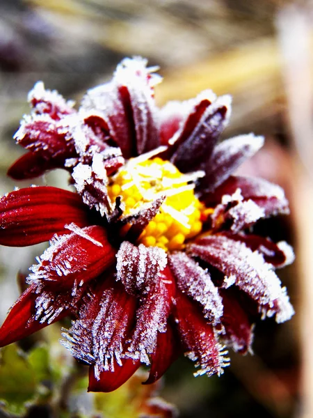 Мороз на цветке — стоковое фото