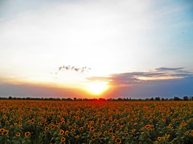 Ayçiçeği günbatımı