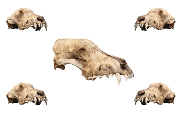 Een set van oude schedel — Stockfoto