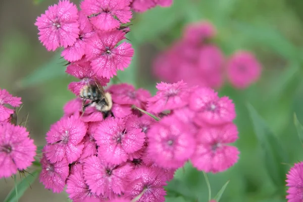 stock image Bumblebee on pink carnations