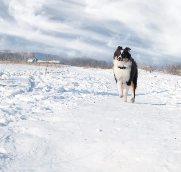 Köpek yavrusu shetland çoban köpeği karda — Stok fotoğraf
