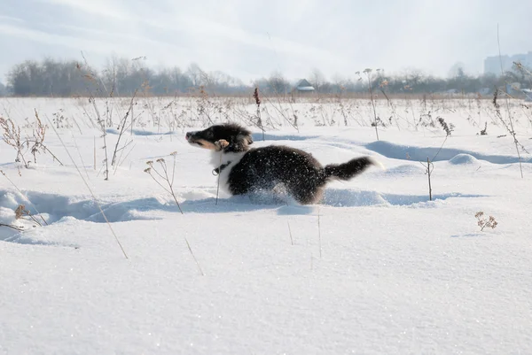 在雪中的小狗设得兰群岛牧羊犬 — 图库照片