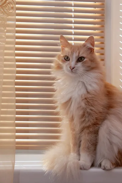 Siberische Kat op de vensterbank — Stockfoto