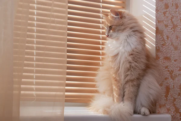 Siberische Kat op de vensterbank — Stockfoto