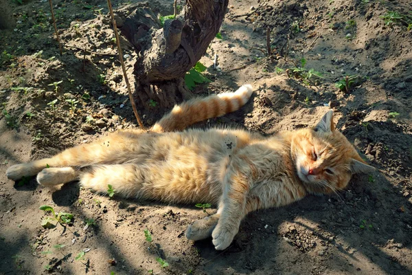 Lazy cat — Stock Photo, Image