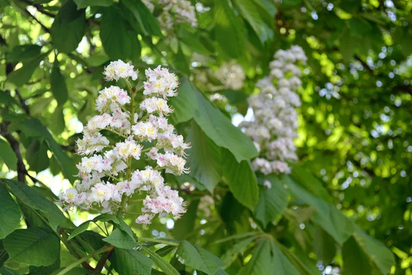 Kastanienbaumblüte — Stockfoto