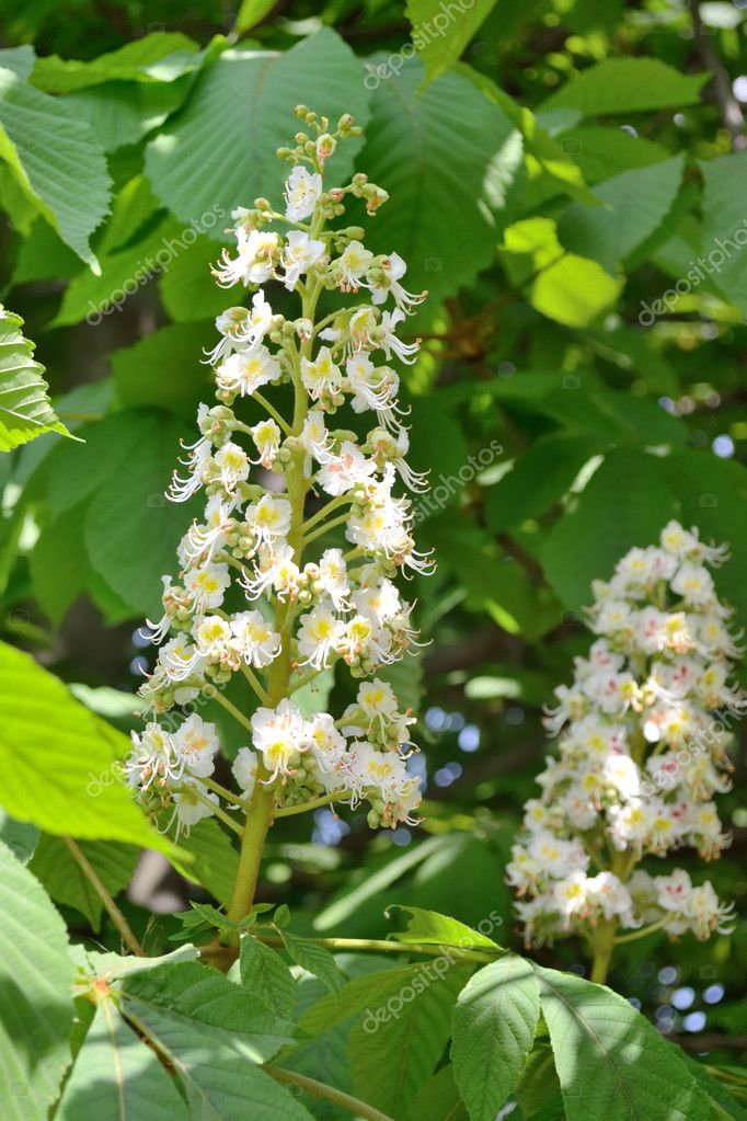 Chestnut tree blossom — Stock Photo © victor-ua #10369146