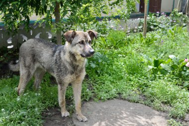 köpek yavrusu-erkek