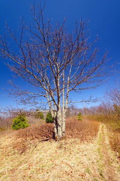 Árvore solitária ao longo de uma trilha de montanha — Fotografia de Stock