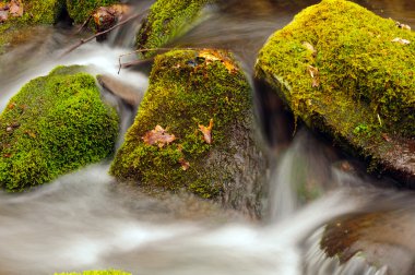 Moss and Rocks in a Mountain Stream