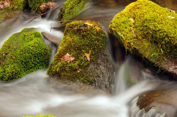 モスと渓流の岩 — ストック写真