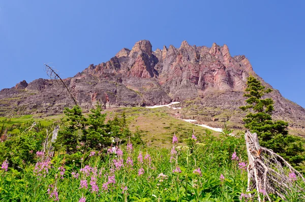 Wilde bloemen en een bergtop — Stockfoto
