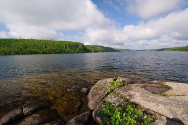 Kuzey ormanlarına sabahın erken saatlerinde