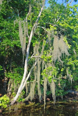 Spanish Moss in aswamp clipart