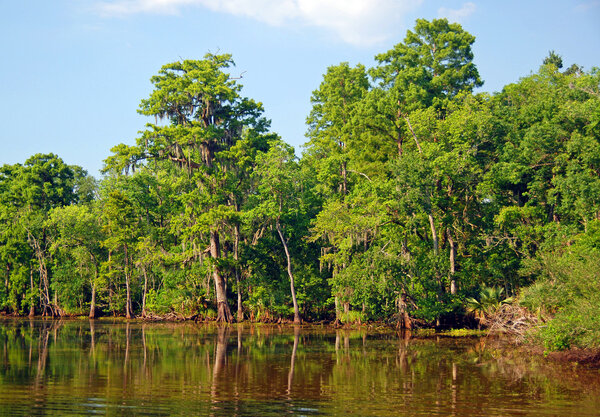 Cypress swamp in the Bayou