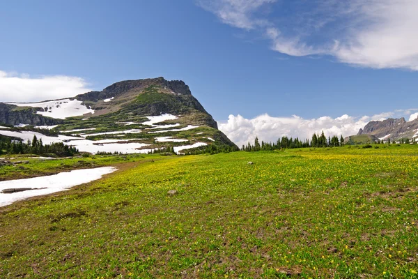 Hoge alpine weide in de zomer — Stockfoto