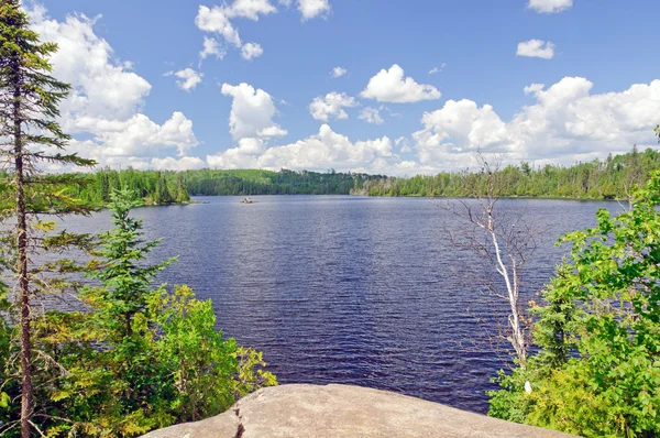 Sommar i norra skogen — Stockfoto