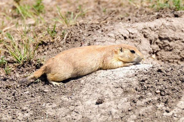 Prairie Dog en su guarida — Foto de Stock