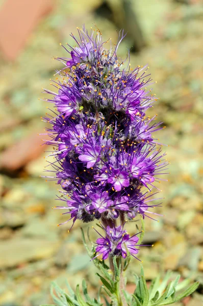 Alpine wildflower in the tundra — Stock Photo, Image