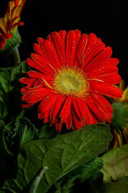 kırmızı gerbera