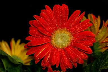 kırmızı gerbera