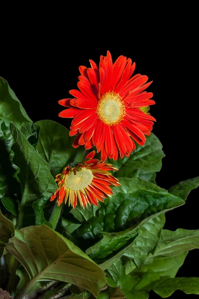 kırmızı gerbera