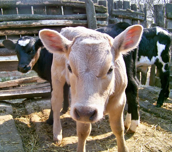 Il piccolo vitello . — Foto Stock