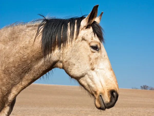 Häst i naturen — Stockfoto