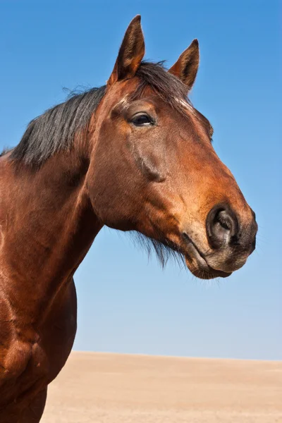 stock image Brown horse