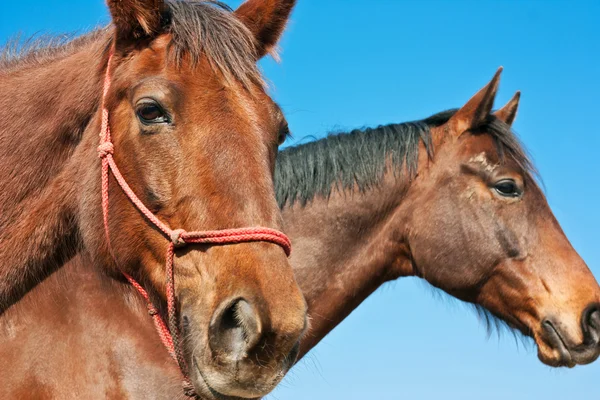 Hästar och blå himmel — Stockfoto