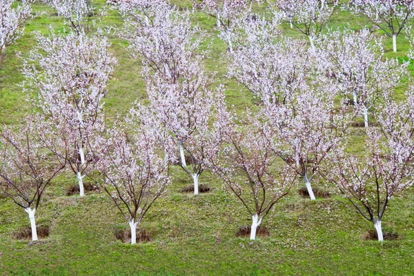 Абрикосовые деревья — стоковое фото