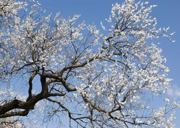 Blommande aprikos träd — Stockfoto