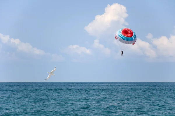 Stock image Parachute and seagull