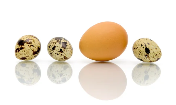 Eieren van verschillende soorten close-up — Stockfoto