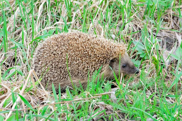 A little hedgehog — Stock Photo, Image