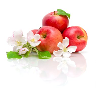 Flowers of apple and red apple on a white background clipart