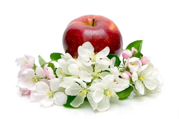 Красное яблоко и яблочные цветы на белом фоне — стоковое фото