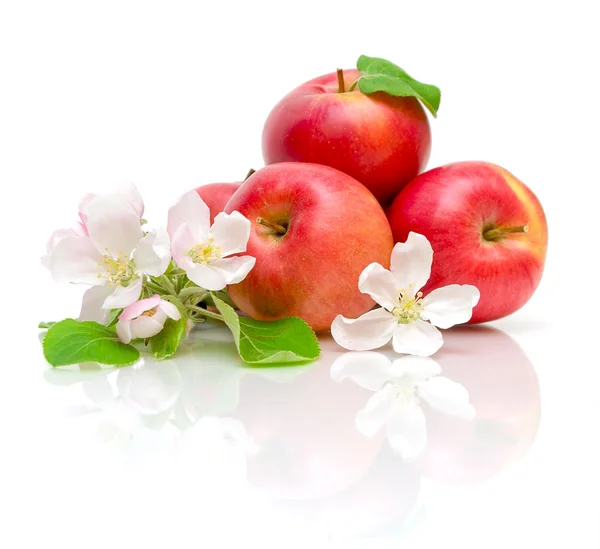 Blommor av äpple och rött äpple på vit bakgrund Stockfoto