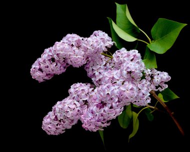 Leylak (Syringa) şube closeup çiçeklenme