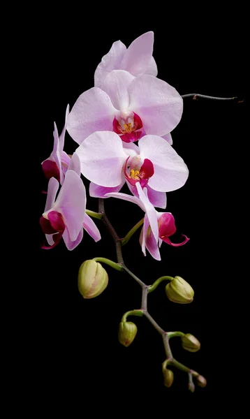 Phalaenopsis orchideeën bloeien op een zwarte achtergrond — Stockfoto