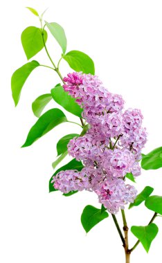 Branch of lilac (Syringa) on a white background clipart