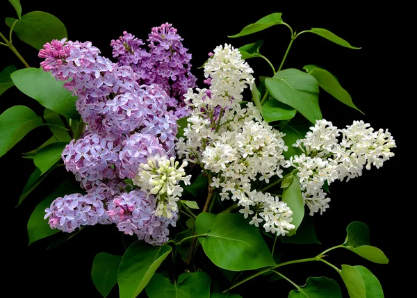 A bouquet of lilacs on a black background — Stock Photo, Image