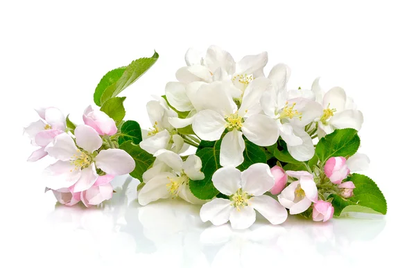 Flores de maçã em um fundo branco — Fotografia de Stock